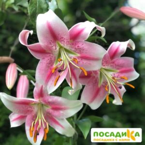 Лилия (ЛО-гибрид) Триумфатор купить по цене от 360р. в интернет-магазине «Посадика» с доставкой почтой в в Москве и по всей России – [изображение №1].