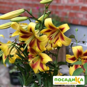 Лилия-гигант Шокинг  (ОТ-гибрид) купить по цене от 360р. в интернет-магазине «Посадика» с доставкой почтой в в Москве и по всей России – [изображение №1].