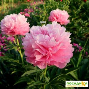 Пион Джокер купить по цене от 699р. в интернет-магазине «Посадика» с доставкой почтой в в Москве и по всей России – [изображение №1].