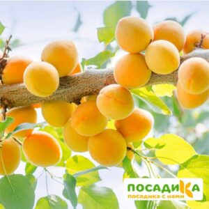 Абрикос Ананасный купить по цене от 355р. в интернет-магазине «Посадика» с доставкой почтой в в Москве и по всей России – [изображение №1].