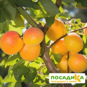 Абрикос Айсберг Ранний купить по цене от 355р. в интернет-магазине «Посадика» с доставкой почтой в в Москве и по всей России – [изображение №1].