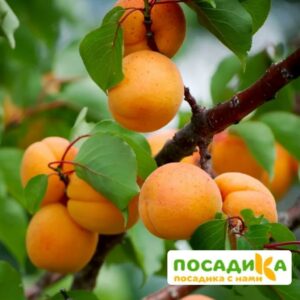Абрикос Уралец купить по цене от 355р. в интернет-магазине «Посадика» с доставкой почтой в в Москве и по всей России – [изображение №1].