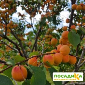 Абрикос Серафим (Дальний Восток) купить по цене от 355р. в интернет-магазине «Посадика» с доставкой почтой в в Москве и по всей России – [изображение №1].
