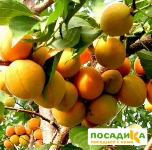 Абрикос Кичигинский купить по цене от 355р. в интернет-магазине «Посадика» с доставкой почтой в в Москве и по всей России – [изображение №1].