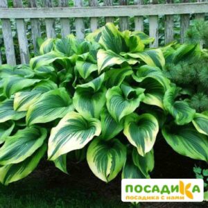 Хоста Алватин Тейлор купить по цене от 385р. в интернет-магазине «Посадика» с доставкой почтой в в Москве и по всей России – [изображение №1].
