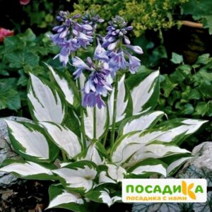 Хоста Амазон купить по цене от 385р. в интернет-магазине «Посадика» с доставкой почтой в в Москве и по всей России – [изображение №1].