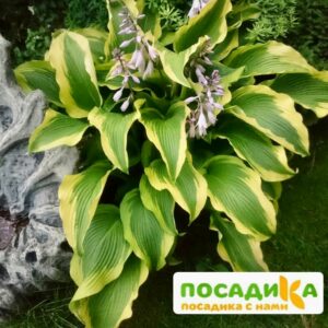 Хоста Атлантис (Atlantis) купить по цене от 385р. в интернет-магазине «Посадика» с доставкой почтой в в Москве и по всей России – [изображение №1].