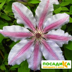 Клематис Дебютант  (Debutante) купить по цене от 380.00р. в интернет-магазине «Посадика» с доставкой почтой в в Москве и по всей России – [изображение №1].