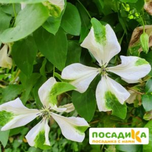 Клематис Алба Люксурианс купить по цене от 400.00р. в интернет-магазине «Посадика» с доставкой почтой в в Москве и по всей России – [изображение №1].