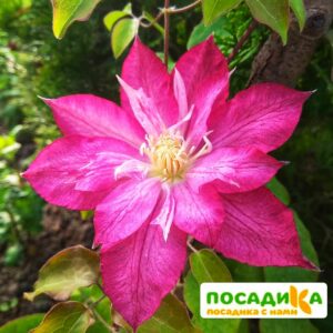 Клематис Асао ЗКС купить по цене от 410.00р. в интернет-магазине «Посадика» с доставкой почтой в в Москве и по всей России – [изображение №1].