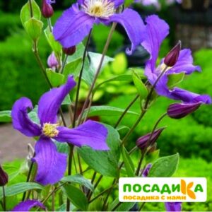 Клематис Блю Оушен (Blue Ocean) ЗКС купить по цене от 420.00р. в интернет-магазине «Посадика» с доставкой почтой в в Москве и по всей России – [изображение №1].