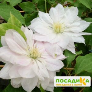 Клематис Дансинг Дорин ЗКС купить по цене от 450.00р. в интернет-магазине «Посадика» с доставкой почтой в в Москве и по всей России – [изображение №1].