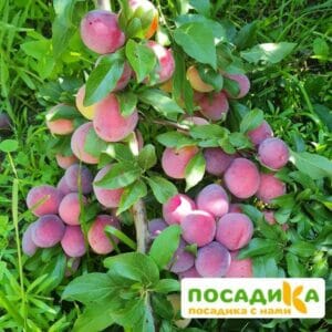 Алыча Десертная купить по цене от 300.00р. в интернет-магазине «Посадика» с доставкой почтой в в Москве и по всей России – [изображение №1].