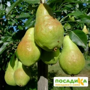 Груша Видная Летняя купить по цене от 350.00р. в интернет-магазине «Посадика» с доставкой почтой в в Москве и по всей России – [изображение №1].