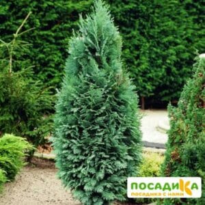 Кипарисовик лавсона Колумнарис купить по цене от 400.00р. в интернет-магазине «Посадика» с доставкой почтой в в Москве и по всей России – [изображение №1].