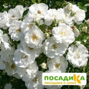 Роза Вайсе Вольке купить по цене от 400.00р. в интернет-магазине «Посадика» с доставкой почтой в в Москве и по всей России – [изображение №1].