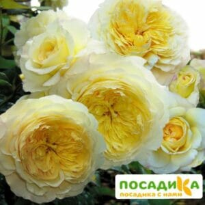 Роза Штернталер купить по цене от 400.00р. в интернет-магазине «Посадика» с доставкой почтой в в Москве и по всей России – [изображение №1].