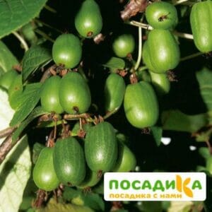 Киви актинидия Адам купить по цене от 420.00р. в интернет-магазине «Посадика» с доставкой почтой в в Москве и по всей России – [изображение №1].