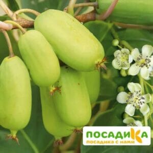 Киви актинидия острая Джамбо купить по цене от 450.00р. в интернет-магазине «Посадика» с доставкой почтой в в Москве и по всей России – [изображение №1].