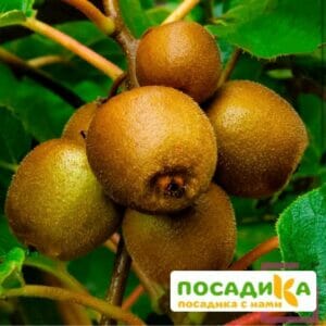 Киви актинидия деликатесная Хейворд купить по цене от 500.00р. в интернет-магазине «Посадика» с доставкой почтой в в Москве и по всей России – [изображение №1].