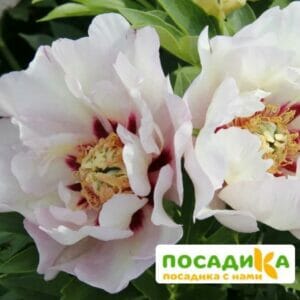 Пион (Ито-гибрид) Пастель Сплендор купить по цене от 500р. в интернет-магазине «Посадика» с доставкой почтой в в Москве и по всей России – [изображение №1].