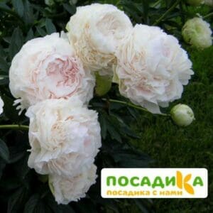 Пион Соланж купить по цене от 390р. в интернет-магазине «Посадика» с доставкой почтой в в Москве и по всей России – [изображение №1].