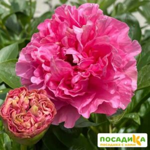 Пион Карнейшен Букет купить по цене от 1599р. в интернет-магазине «Посадика» с доставкой почтой в в Москве и по всей России – [изображение №1].