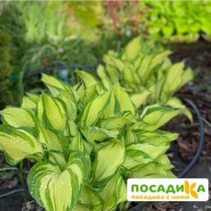 Хоста Альбопикта (Albolpicta) купить по цене от 385р. в интернет-магазине «Посадика» с доставкой почтой в в Москве и по всей России – [изображение №1].