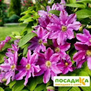 Клематис Хания (Hania) купить по цене от 380.00р. в интернет-магазине «Посадика» с доставкой почтой в в Москве и по всей России – [изображение №1].