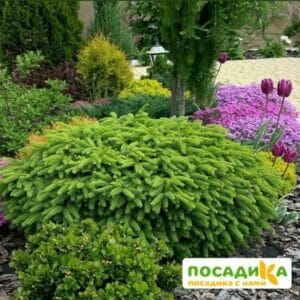 Ель обыкновенная Нидиформис купить по цене от 370р. в интернет-магазине «Посадика» с доставкой почтой в в Москве и по всей России – [изображение №1].