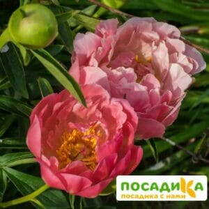 Пион Пинк Гавайан Корал купить по цене от 999р. в интернет-магазине «Посадика» с доставкой почтой в в Москве и по всей России – [изображение №1].