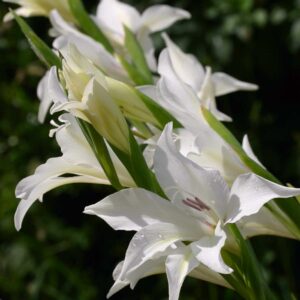 ГЛАДИОЛУС АЛЬБУС купить по цене от 145р. в интернет-магазине «Посадика» с доставкой почтой в в Москве и по всей России – [изображение №1].