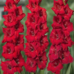 ГЛАДИОЛУС АЗУРРО купить по цене от 150р. в интернет-магазине «Посадика» с доставкой почтой в в Москве и по всей России – [изображение №1].