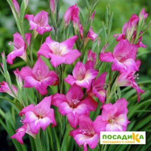 ГЛАДИОЛУС МИНИ ШАРМ купить по цене от 150р. в интернет-магазине «Посадика» с доставкой почтой в в Москве и по всей России – [изображение №1].