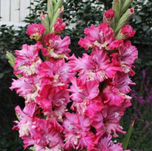 Гладиолус крупноцветковый Брокен Харт Фриззл купить по цене от 170р. в интернет-магазине «Посадика» с доставкой почтой в в Москве и по всей России – [изображение №1].