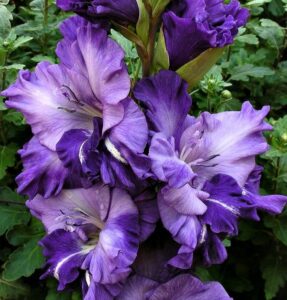 ГЛАДИОЛУС СИНЯЯ ПТИЦА купить по цене от 170р. в интернет-магазине «Посадика» с доставкой почтой в в Москве и по всей России – [изображение №1].