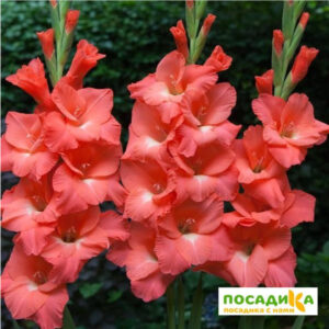 ГЛАДИОЛУС БЕРЛУСКОНИ купить по цене от 150р. в интернет-магазине «Посадика» с доставкой почтой в в Москве и по всей России – [изображение №1].