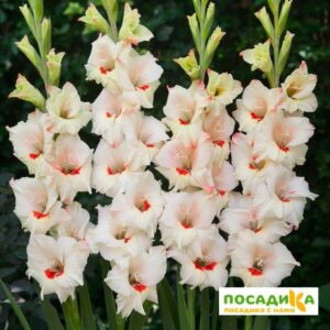 ГЛАДИОЛУС  КЭНДИ БАР купить по цене от 215р. в интернет-магазине «Посадика» с доставкой почтой в в Москве и по всей России – [изображение №1].