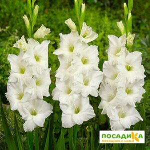ГЛАДИОЛУС БЕЛАЯ НЕВЕСТА купить по цене от 150р. в интернет-магазине «Посадика» с доставкой почтой в в Москве и по всей России – [изображение №1].