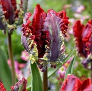 Тюльпан Рококо купить по цене от 350р. в интернет-магазине «Посадика» с доставкой почтой в в Москве и по всей России – [изображение №1].