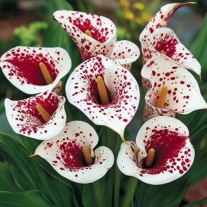 Калла Эмпайр купить по цене от 302р. в интернет-магазине «Посадика» с доставкой почтой в в Москве и по всей России – [изображение №1].