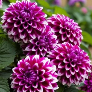 Георгин Кристал Корт купить по цене от 602р. в интернет-магазине «Посадика» с доставкой почтой в в Москве и по всей России – [изображение №1].