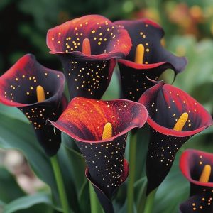 Калла Нуар купить по цене от 299р. в интернет-магазине «Посадика» с доставкой почтой в в Москве и по всей России – [изображение №1].