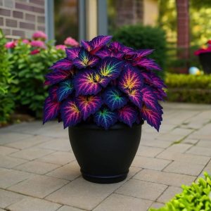 Хоста Фрости Блю купить по цене от 389р. в интернет-магазине «Посадика» с доставкой почтой в в Москве и по всей России – [изображение №1].