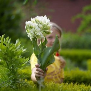 Тюльпан Супер Пэррот купить по цене от 360р. в интернет-магазине «Посадика» с доставкой почтой в в Москве и по всей России – [изображение №1].