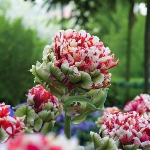 Тюльпан Дабл Флеминг Берд купить по цене от 249р. в интернет-магазине «Посадика» с доставкой почтой в в Москве и по всей России – [изображение №1].