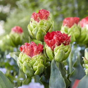 Тюльпан Бычий Глаз купить по цене от 275р. в интернет-магазине «Посадика» с доставкой почтой в в Москве и по всей России – [изображение №1].