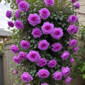 Роза Мистик Уайт купить по цене от 620р. в интернет-магазине «Посадика» с доставкой почтой в в Москве и по всей России – [изображение №1].