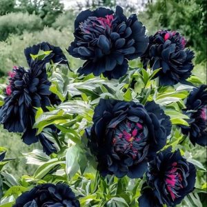 Пион древовидный Сердце Афродиты купить по цене от 600р. в интернет-магазине «Посадика» с доставкой почтой в в Москве и по всей России – [изображение №1].