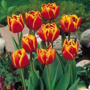 Тюльпан Блэк Фаер купить по цене от 275р. в интернет-магазине «Посадика» с доставкой почтой в в Москве и по всей России – [изображение №1].